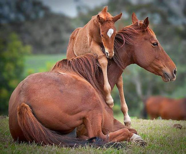 Animals Who Take This Whole Parenting Thing Very Seriously 47 Animals Who Take This Whole Parenting Thing Very Seriously 24.jpg