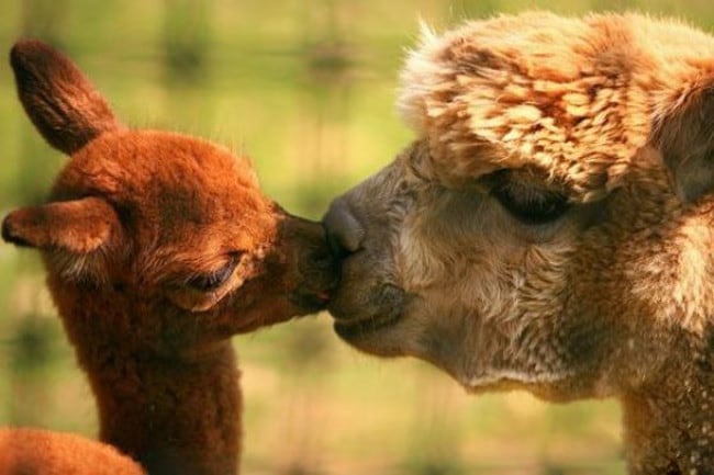 Animals Who Take This Whole Parenting Thing Very Seriously 47 Animals Who Take This Whole Parenting Thing Very Seriously 27.jpg