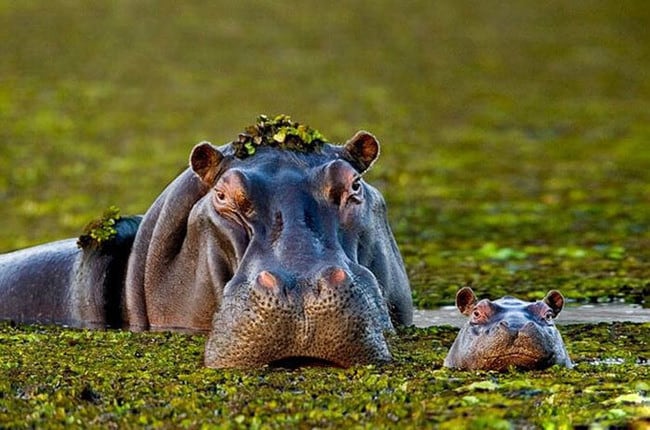 Animals Who Take This Whole Parenting Thing Very Seriously 47 Animals Who Take This Whole Parenting Thing Very Seriously 29.jpg