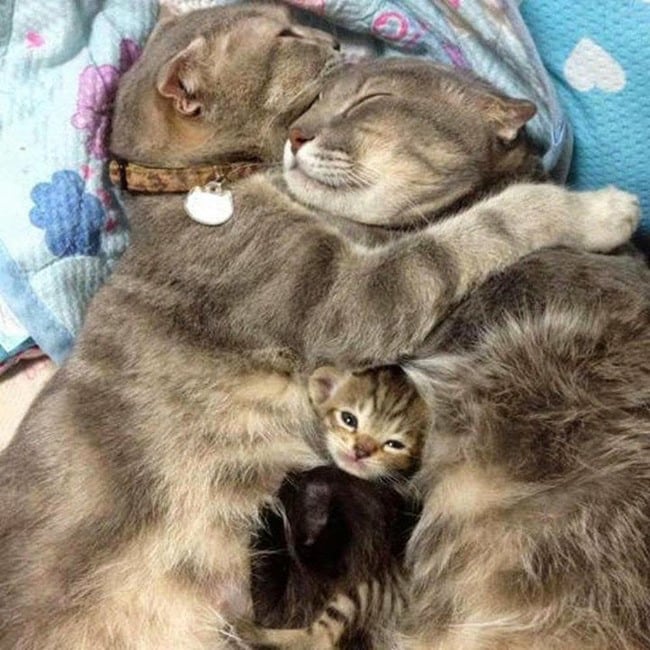 Animals Who Take This Whole Parenting Thing Very Seriously 47 Animals Who Take This Whole Parenting Thing Very Seriously 35.jpg