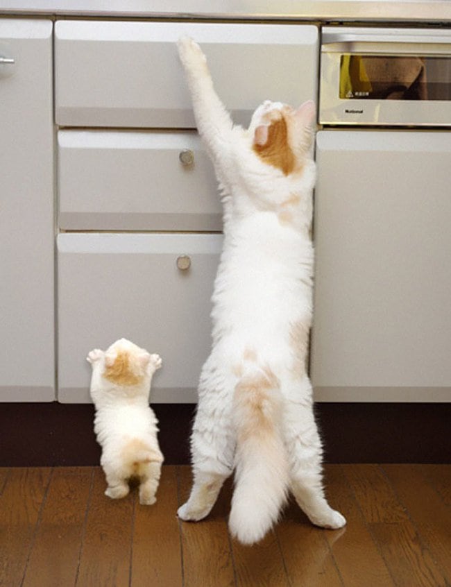 Animals Who Take This Whole Parenting Thing Very Seriously 47 Animals Who Take This Whole Parenting Thing Very Seriously 37.jpg