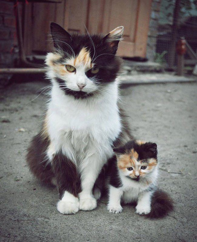 Animals Who Take This Whole Parenting Thing Very Seriously 47 Animals Who Take This Whole Parenting Thing Very Seriously 40.jpg