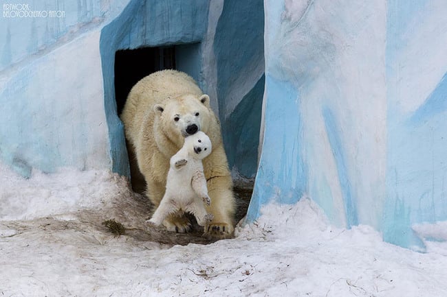 Animals Who Take This Whole Parenting Thing Very Seriously 47 Animals Who Take This Whole Parenting Thing Very Seriously 44.jpg