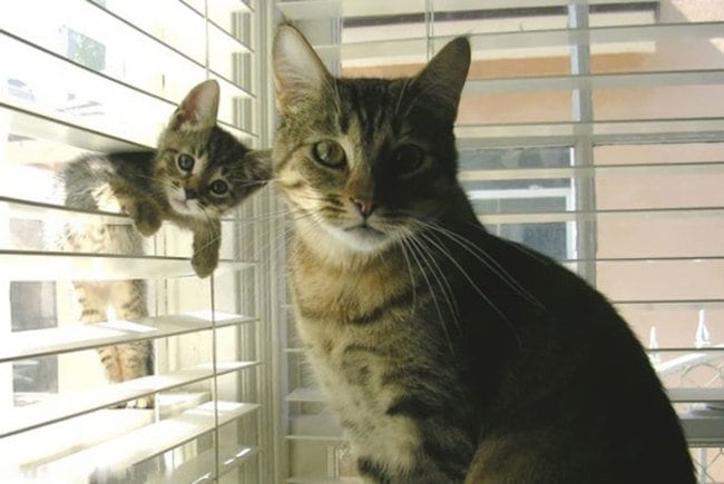 Animals Who Take This Whole Parenting Thing Very Seriously 47 Animals Who Take This Whole Parenting Thing Very Seriously 46.jpg