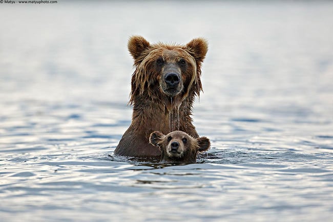 Animals Who Take This Whole Parenting Thing Very Seriously 47 Animals Who Take This Whole Parenting Thing Very Seriously 5.jpg