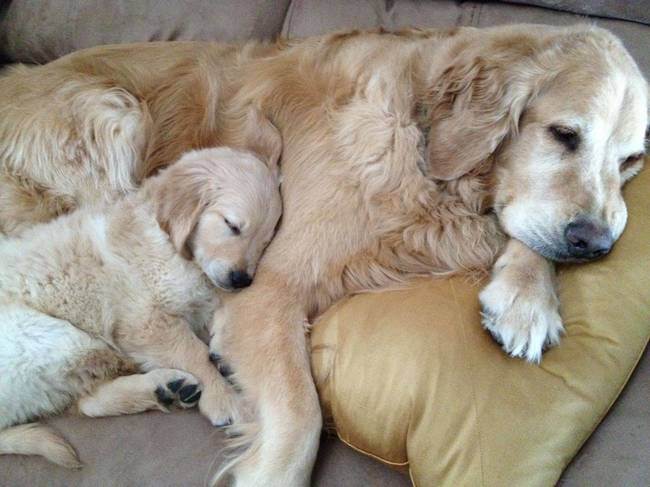 Animals Who Take This Whole Parenting Thing Very Seriously 47 Animals Who Take This Whole Parenting Thing Very Seriously 9.jpg