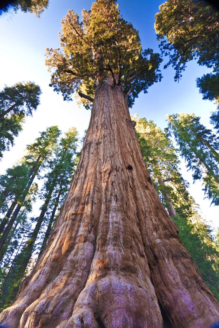 General-Sherman-Tree-Sequoia-National-Park-1