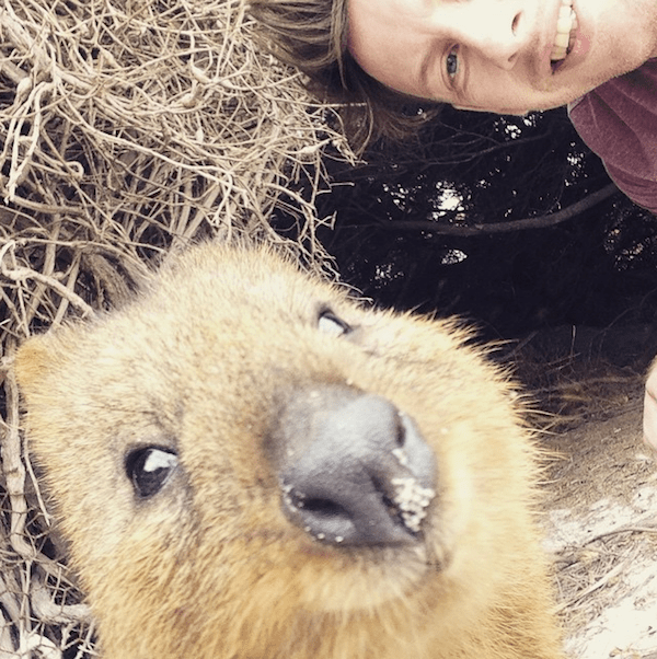 quokka_selfies_meet_the_worlds_happiest_animal_on_instagram_2015_08