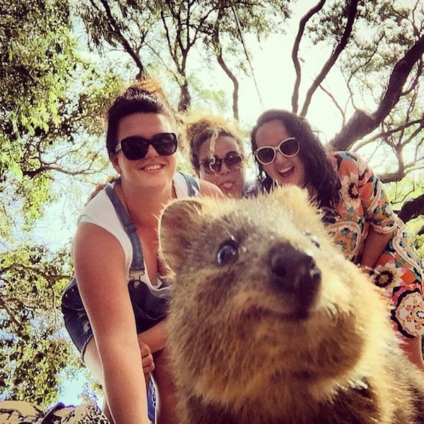 Quokka_Selfies_Meet_the_Worlds_happiest_Animal_on_Instagram_2015_09