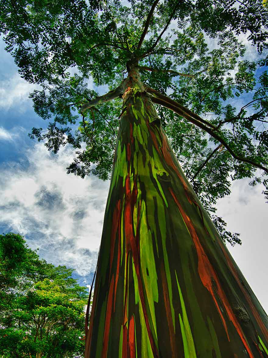 the-rainbow-eucalyptus-kauai