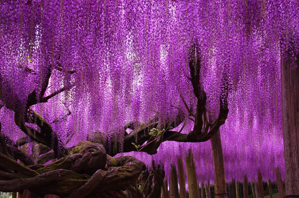 wisteria-tree-ashikaga-flower-park-japan