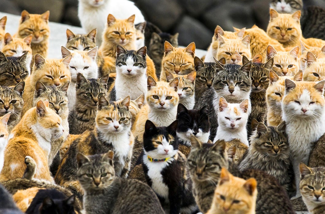 Cat Empire: Japanese Island Aoshima is Overrun by Cats a9ecc83c3f121d51a5b68cde6b1831ba