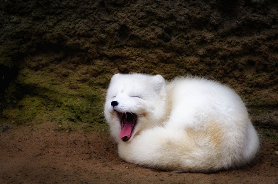 beautiful-foxes-wildlife-photography-11