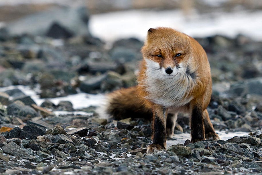 beautiful-foxes-wildlife-photography-15