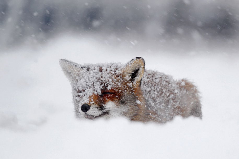 beautiful-foxes-wildlife-photography-16