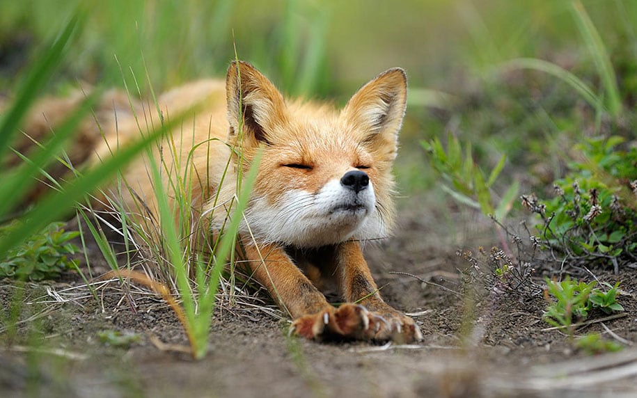 beautiful-foxes-wildlife-photography-18