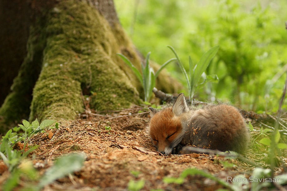 beautiful-foxes-wildlife-photography-22