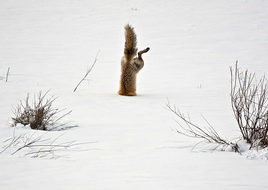 beautiful-foxes-wildlife-photography-3