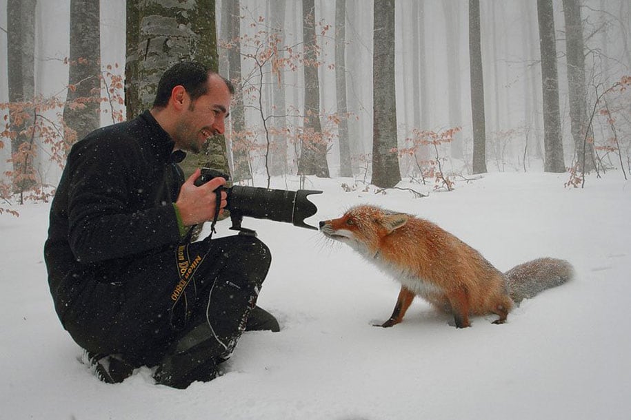 beautiful-foxes-wildlife-photography-7