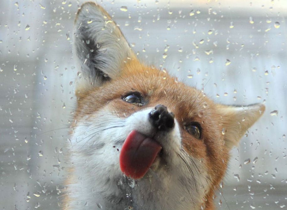 beautiful-foxes-wildlife-photography-9