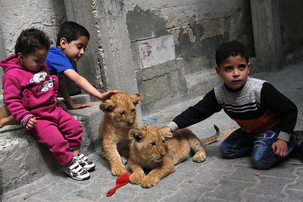 Lion Cubs Turn Into Stars Of Gaza Family gaza-pet-lion-cubs-1