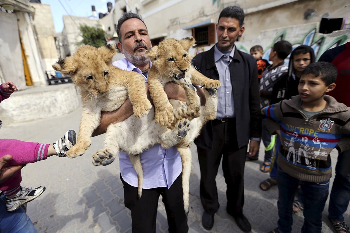 Lion Cubs Turn Into Stars Of Gaza Family gaza-pet-lion-cubs-2