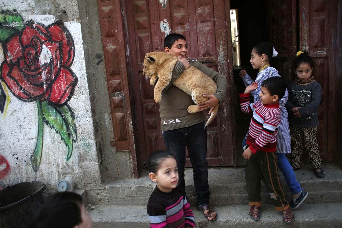 Lion Cubs Turn Into Stars Of Gaza Family gaza-pet-lion-cubs-4