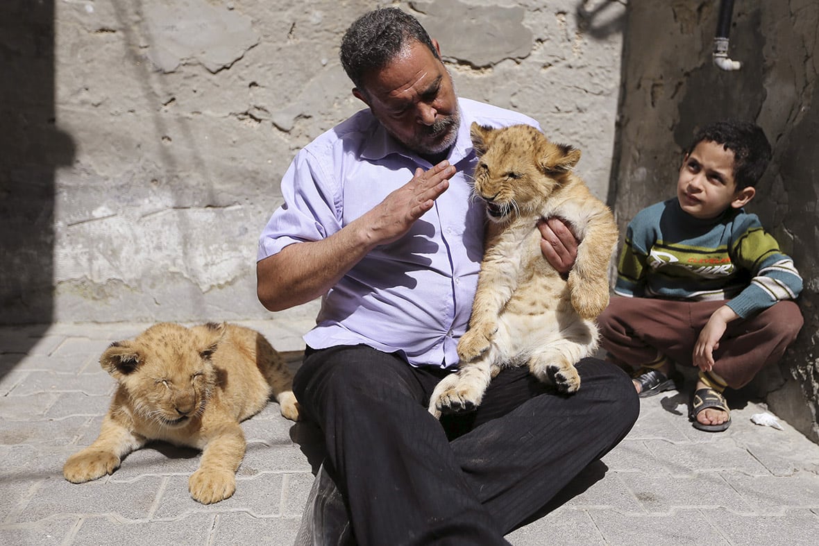 Lion Cubs Turn Into Stars Of Gaza Family gaza-pet-lion-cubs-5