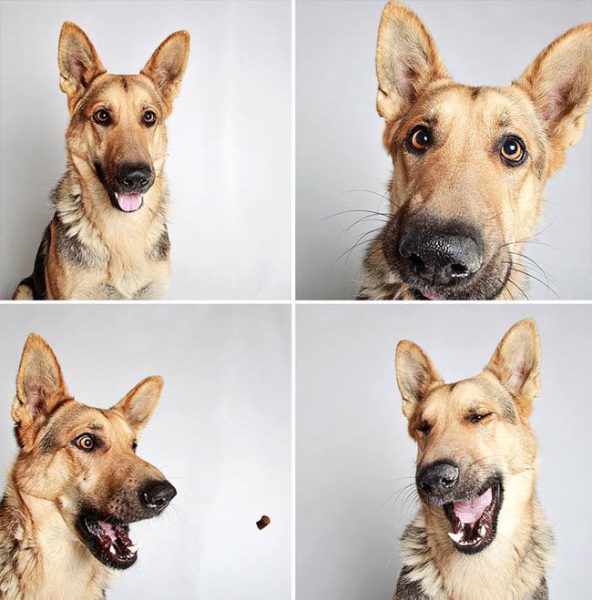 Creative Photobooth-Style Portraits of adoptable Dogs at the Humane Society in Utah humane_utah_dog_quadruples_03