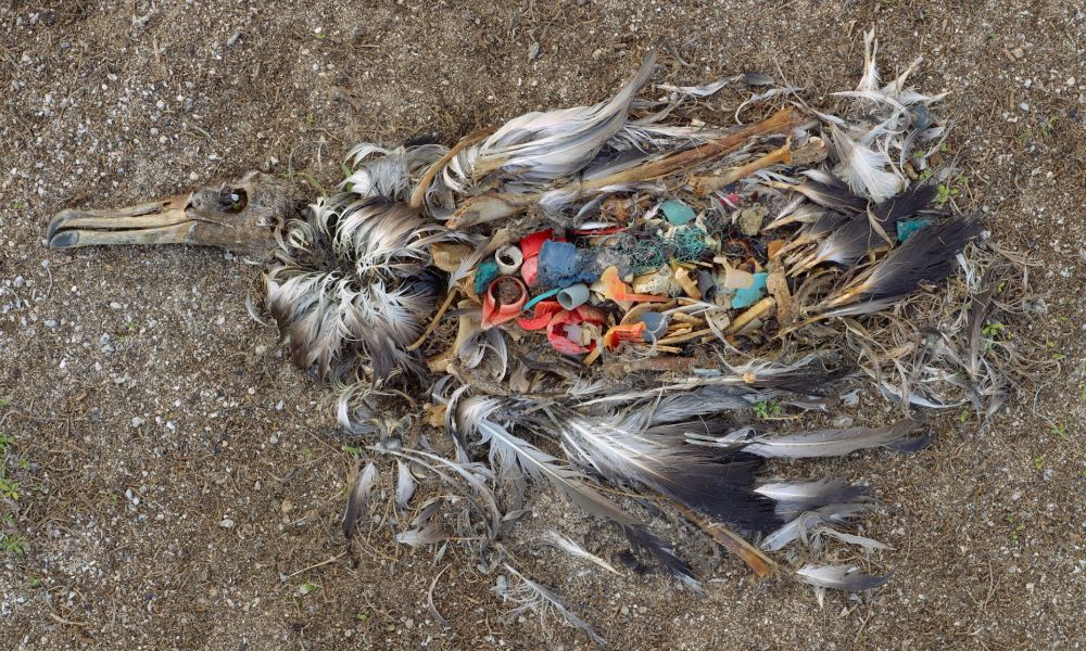dead-bird-midway-atoll