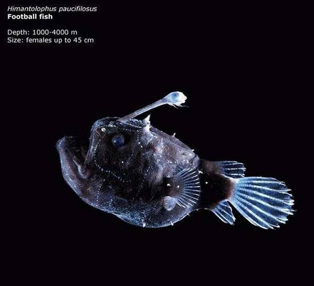 the football fish. its eye looks almost human in this photo.