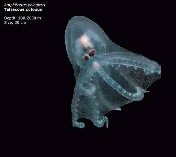 Telescope octopus. Its body is entirely see through.