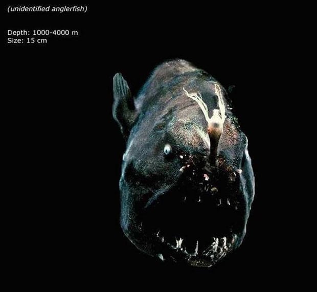 unidentified anglerfish. this is the thing that nightmares are made out of!
