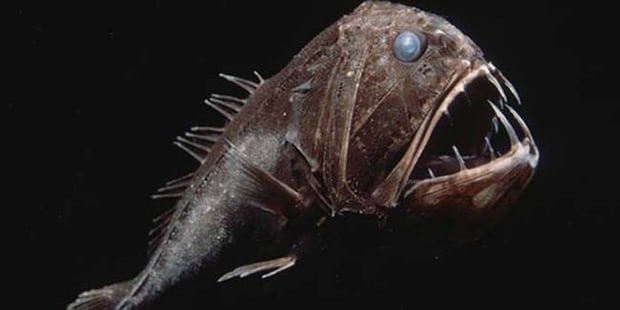 Bizarre Fish Living In The Deepest Part Of The Ocean | FREEYORK