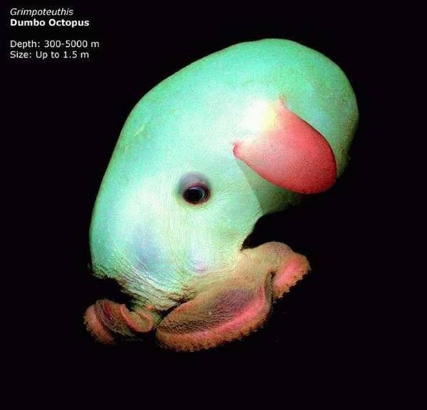 dumbo octopus. this might be the only cute creature to lurk these incredible depths.