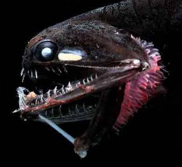 Anglerfish. It looks like it’s holding a glow in the dark dagger in its hand.