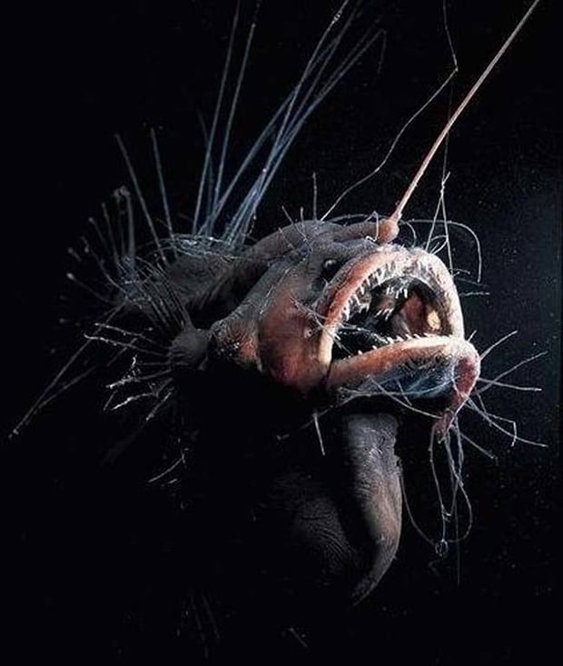 Fanfin seadevil. That is just horrifying.