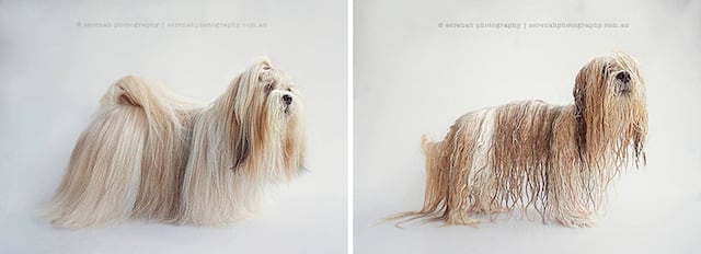 Adorable "Dry Dog Wet Dog" Photo Series by Serenah Hodson drydogs-3