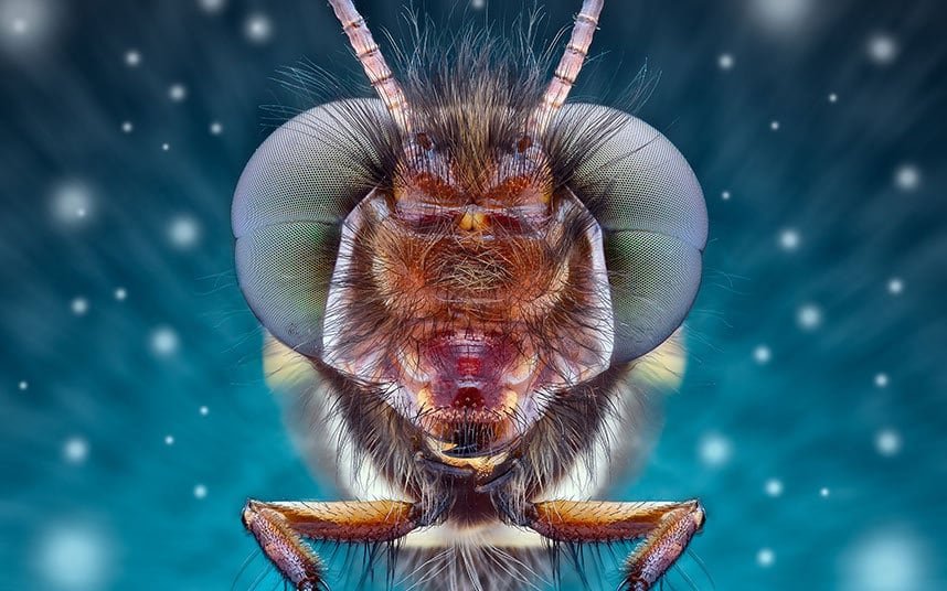 hairy-owl