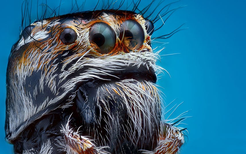 sijumping-spider