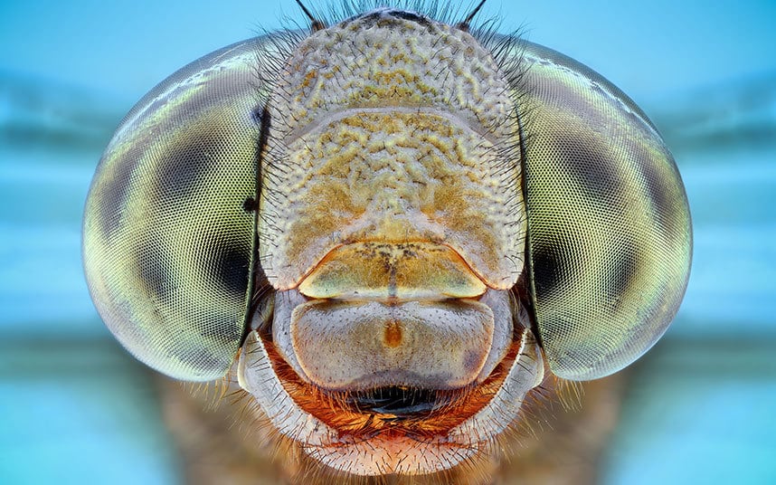 tiger-dragonfly