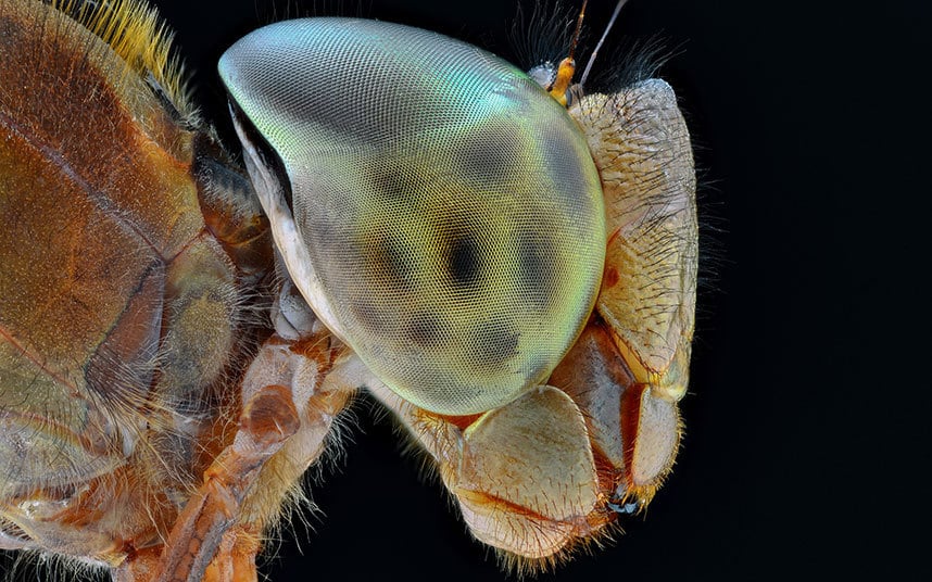 tigerdragonfly