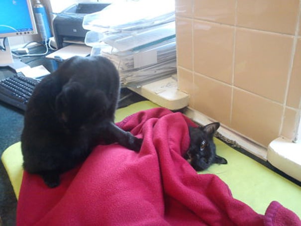 Amazing Nurse Cat From Poland Helps Take Care Of Sick Cats And Dogs veterinary-nurse-cat-hugs-shelter-animals-radamenes-bydgoszcz-poland-7