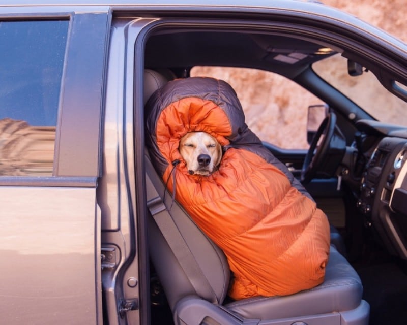 Rescued Dog Maddie Goes On Epic Adventures With His Photographer Owner 16045660-r3l8t8d-900-8483_33ef_960
