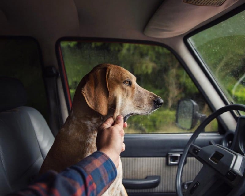 16046060-r3l8t8d-900-dog-traveling-car-motorcycle-maddie-on-road-4