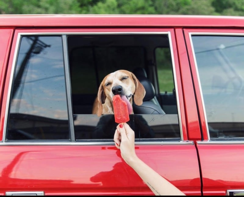 Rescued Dog Maddie Goes On Epic Adventures With His Photographer Owner 16046260-r3l8t8d-900-2