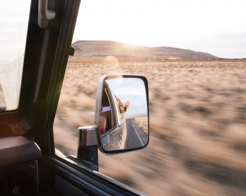 Rescued Dog Maddie Goes On Epic Adventures With His Photographer Owner 16047910-r3l8t8d-900-dog-traveling-car-motorcycle-maddie-on-road-18