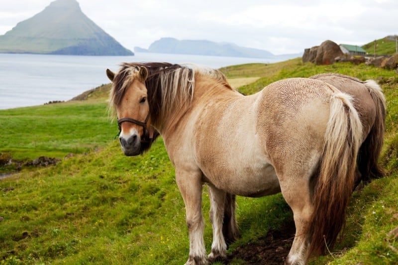 Faroe-Islands-Shutterstock-11