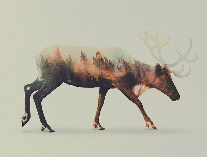 animals_03