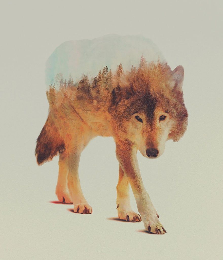 animals_13